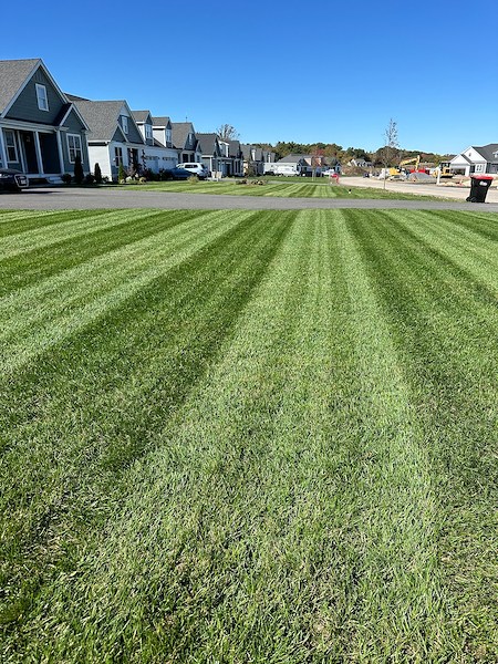 Dethatching vs aeration which one does your lawn really need