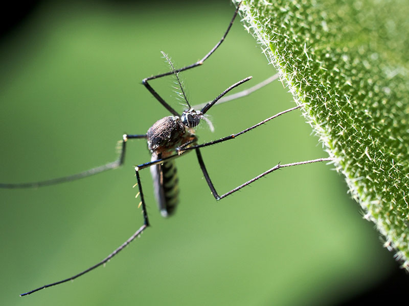 Mosquito & Tick Control Allows You To Enjoy Your Yard To The Fullest