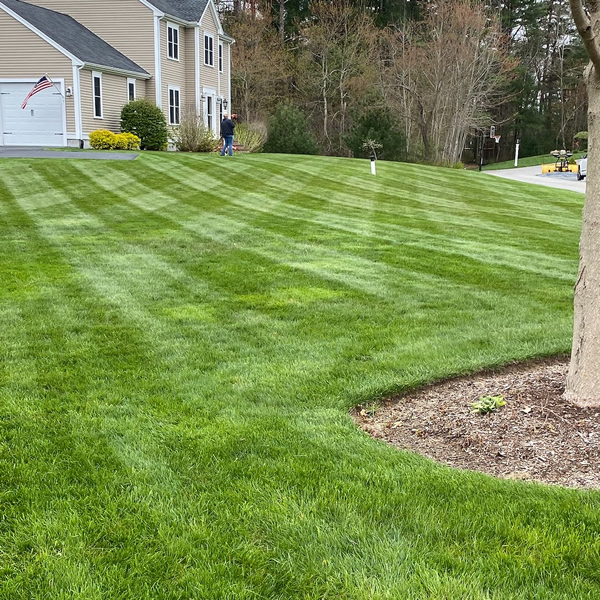 Professional Lawn Treatment Programs