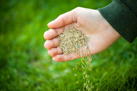 Aeration overseeding